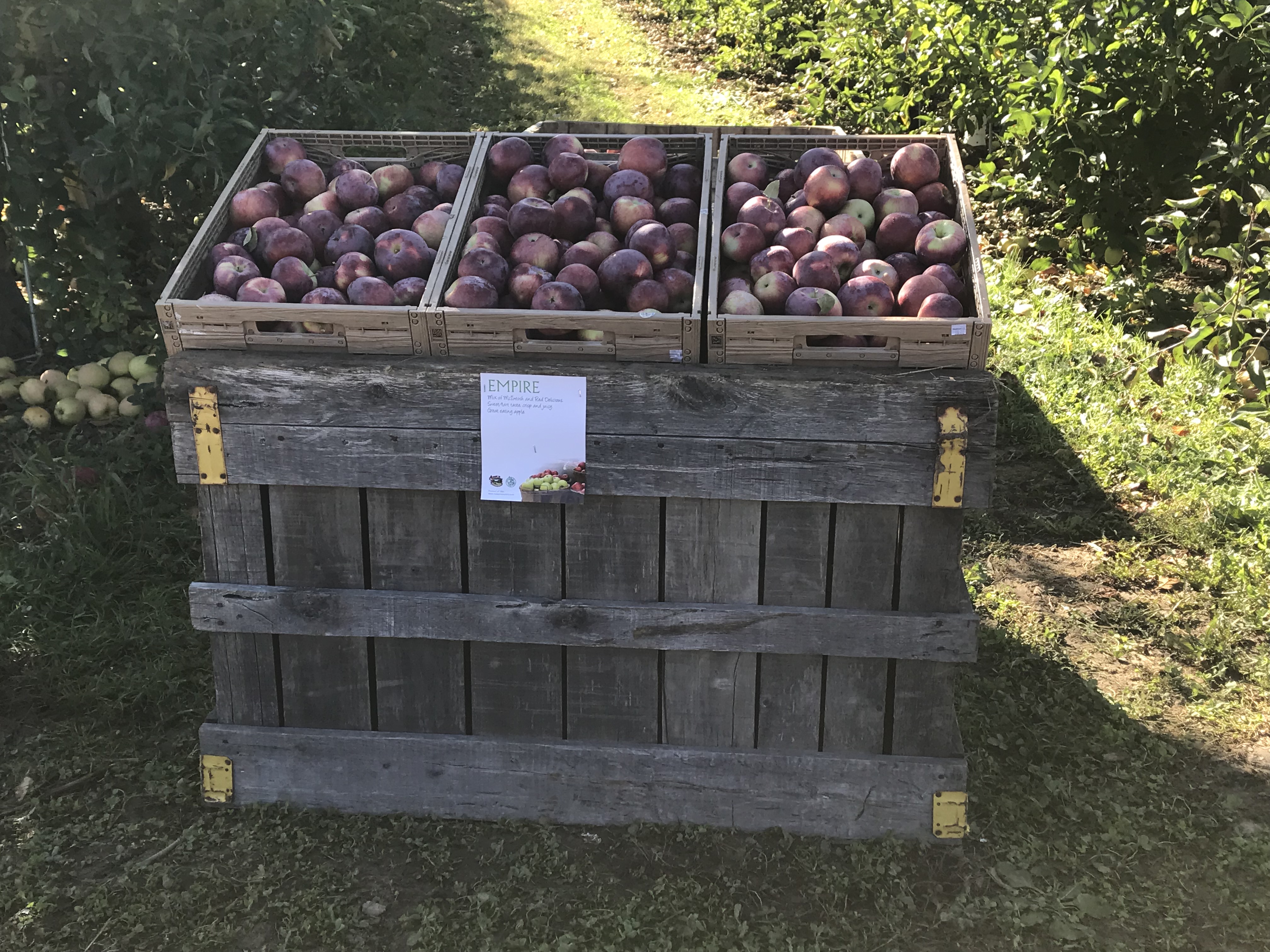 Fix bros fruit farm, hudson ny, Apple bin