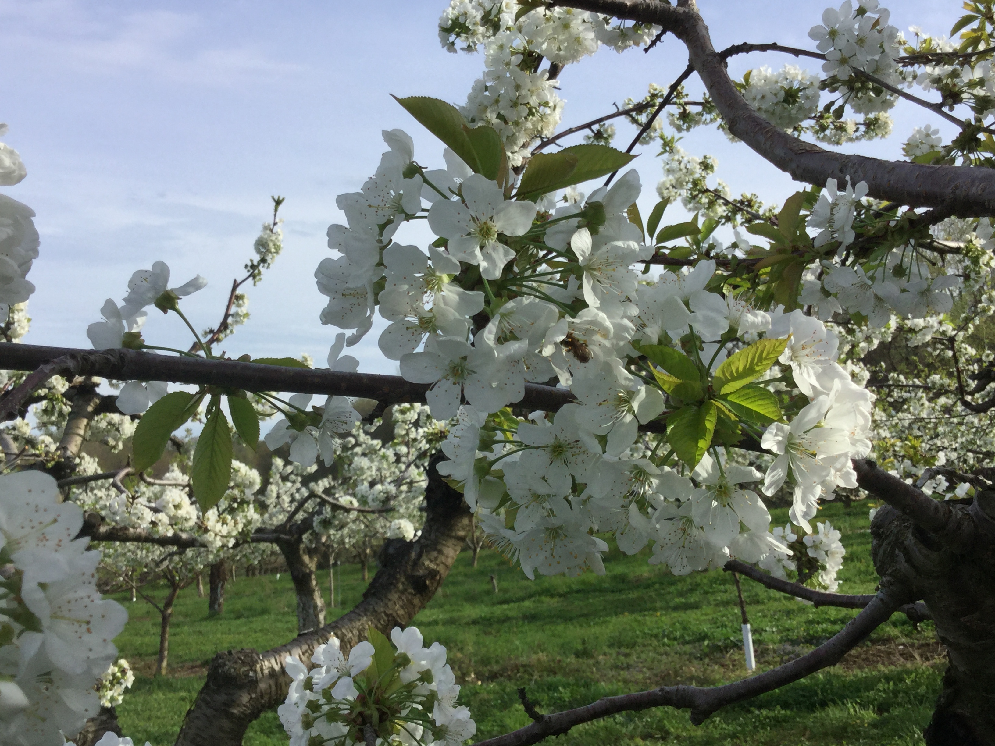 Cherry Blossoms in the spring at Fix Bros. Fruit Farm, Hudson, New York