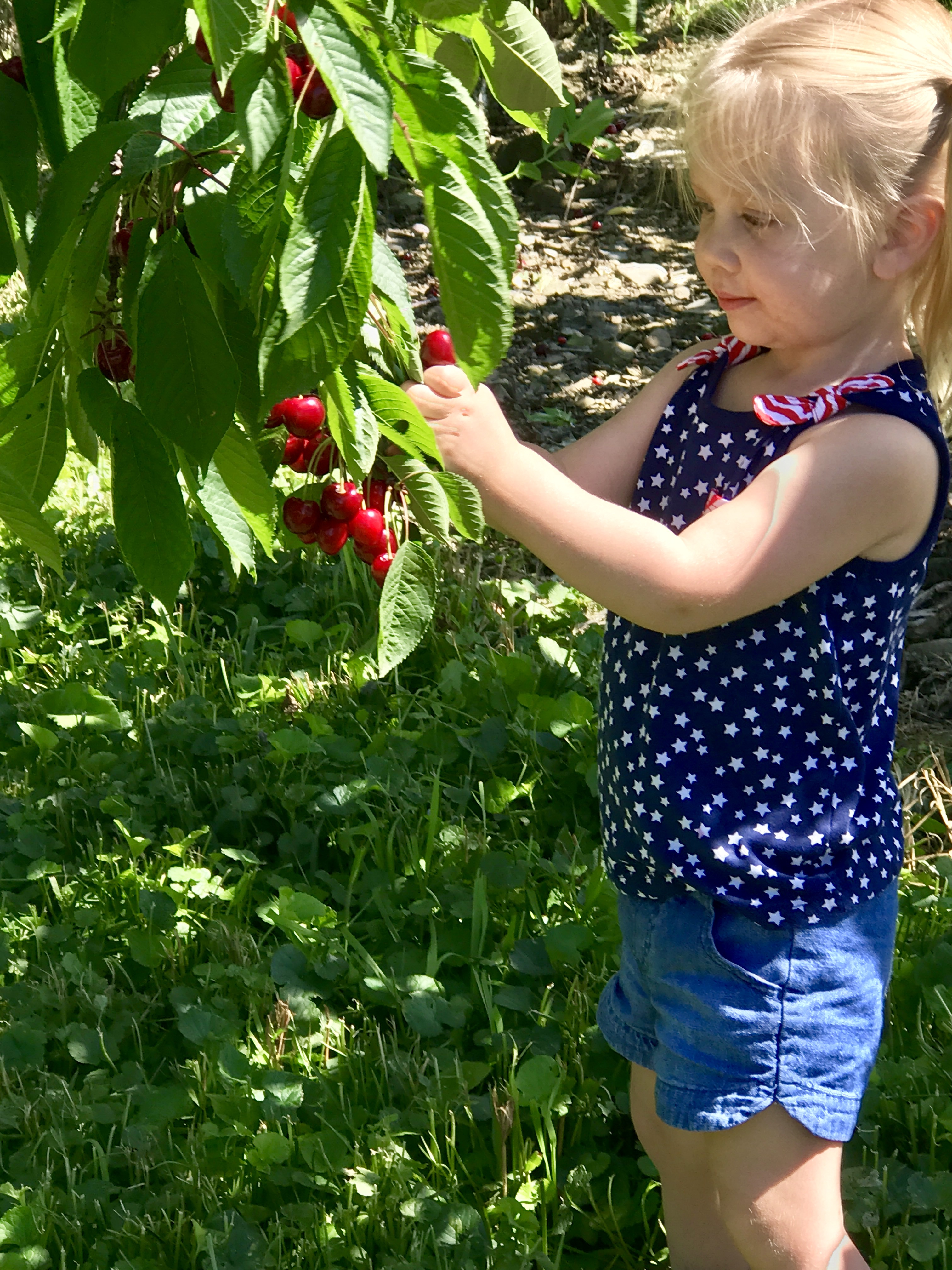 Little girl picking Sweet Cherries at Fix Bros. Fruit Farm, Hudson, New York