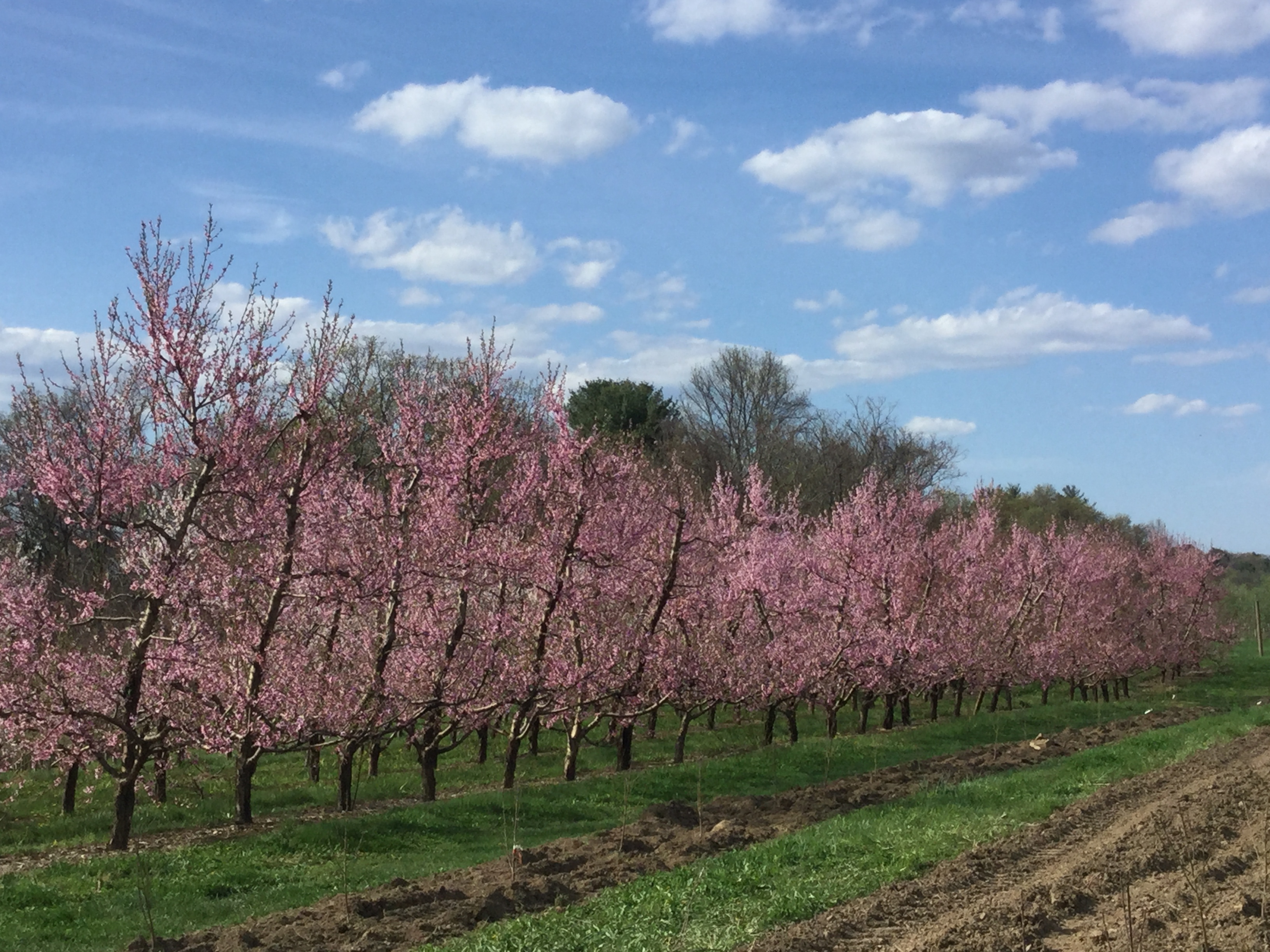 Fix bros fruit farm, hudson ny, peach blossoms