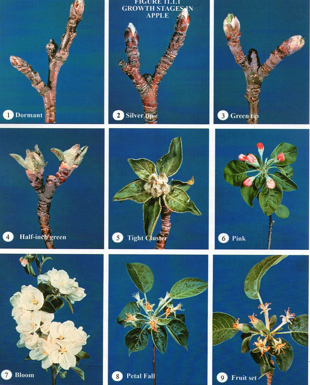 Apple Growth Chart with different stages on the Fix Bros Fruit Farm website, Hudson, New York