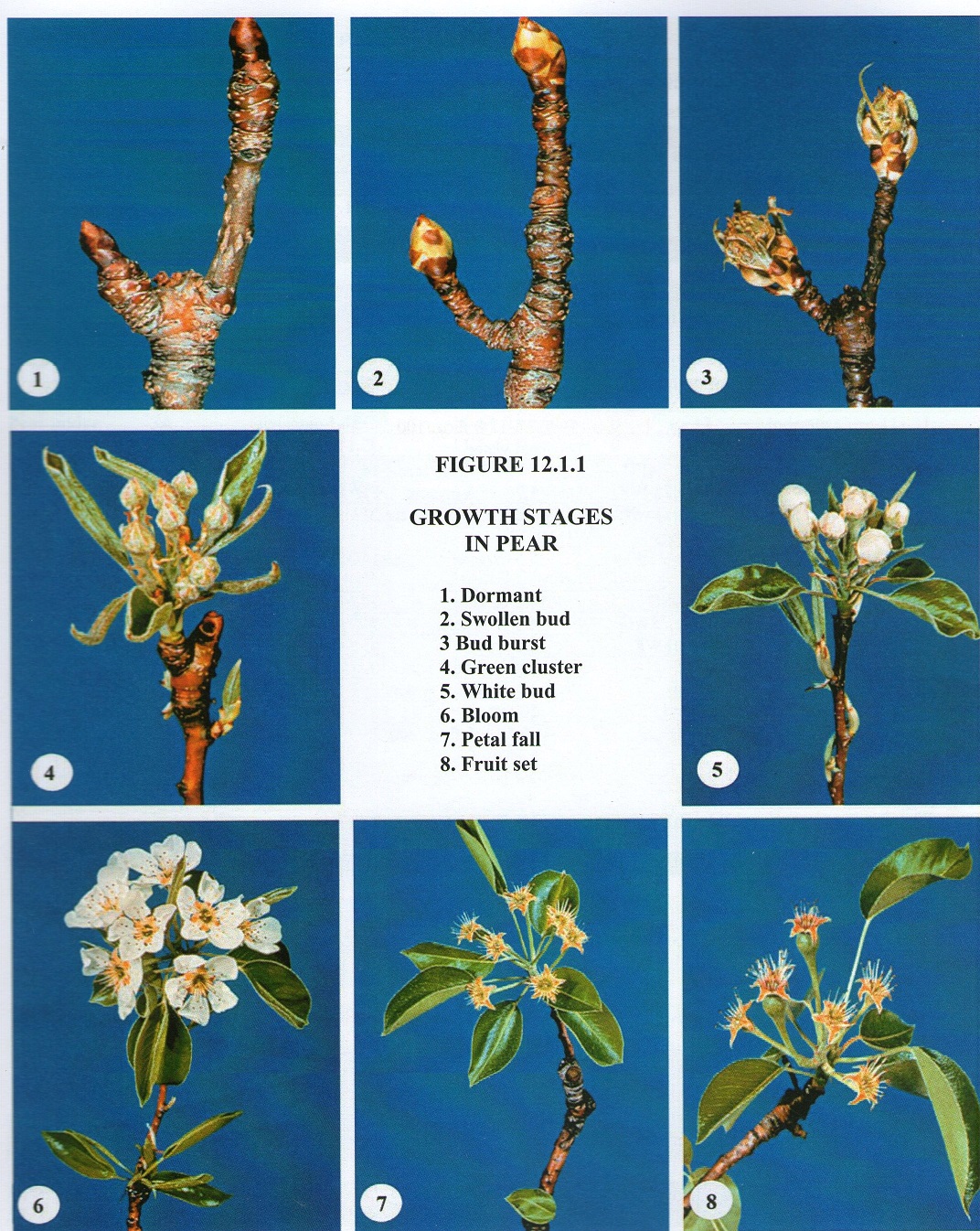 Pear Growth Chart with different stages on the Fix Bros Fruit Farm website, Hudson, New York