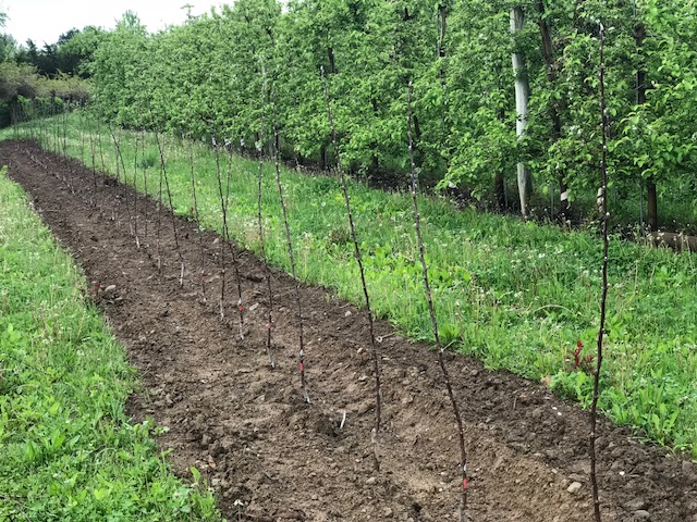 Small McIntosh apple trees in the PYO orchard at Fix Bros. Fruit Farm, Hudson, New York