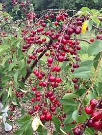 Red Sour cherries at the Pick Your Own Orchard at Fix Bros. Fruit Farm, Hudson, New York