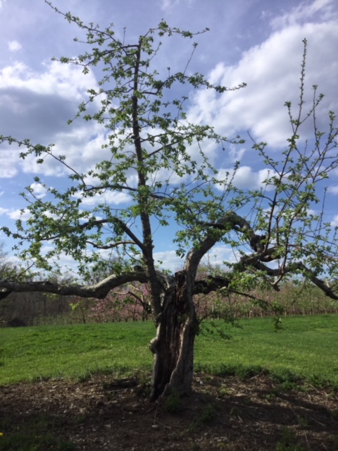 100 year old McIntosh Tree located at Fix Bros. Fruit Farm, Hudson, New York