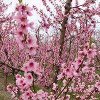 Fix bros fruit farm, hudson ny, peach blossoms