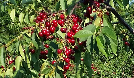 Sweet Cherries at Pick Your Own at Fix Bros Fruit Farm, Hudson, New York