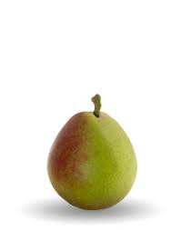 seckel pear Fix bros fruit farm, hudson ny, seckel pear
