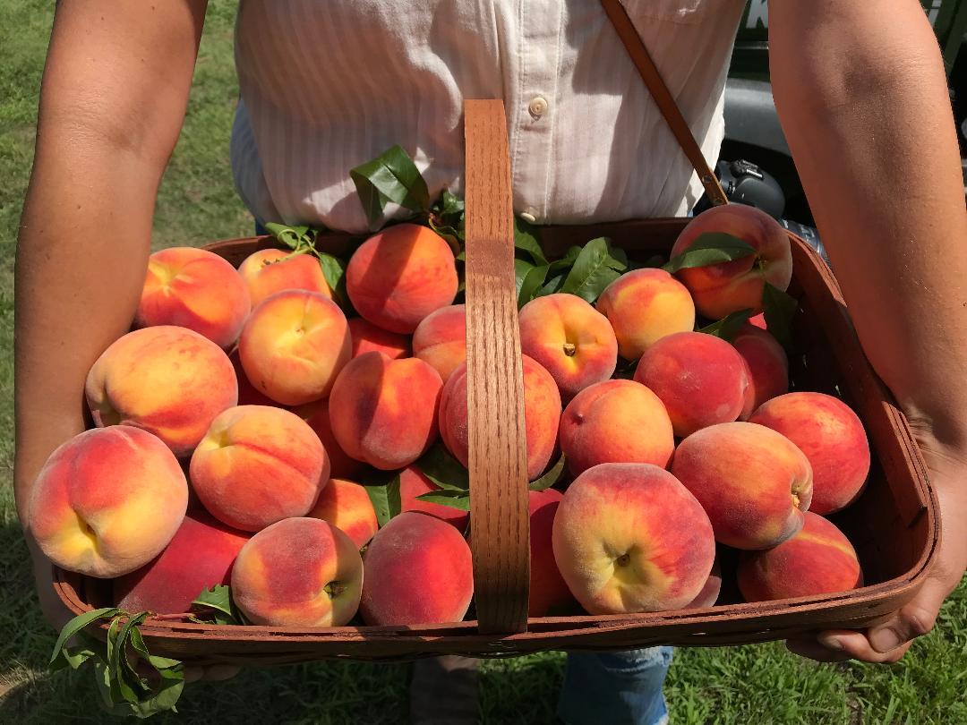 Fix bros fruit farm, hudson ny, peaches